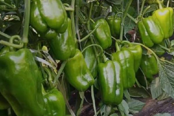 辣椒每亩产量是多少公斤