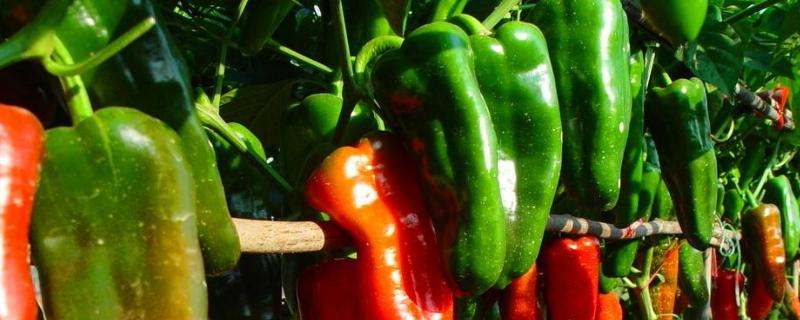 辣椒每亩产量是多少公斤