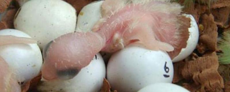 鸟蛋孵化温度是多少