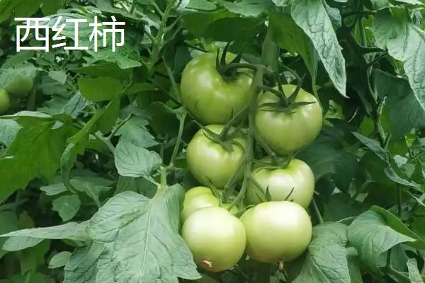 广东6月份适合种植什么菜