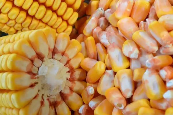 玉米种子发芽率标准