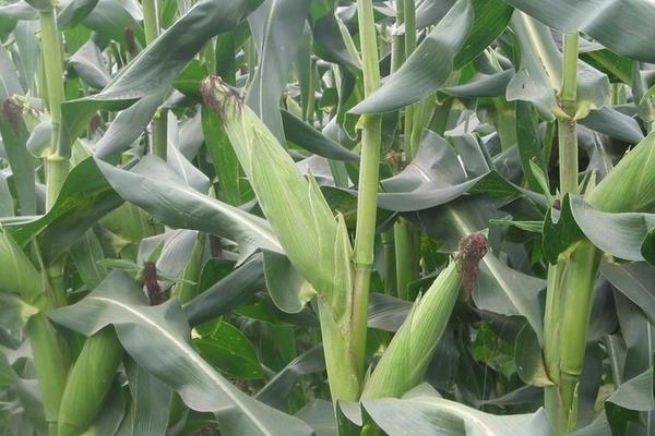 玉米的成熟期多少天