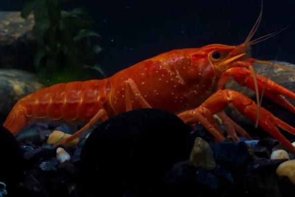 小龙虾当宠物能养多久