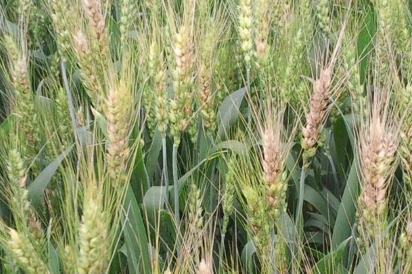 小麦常用除草剂