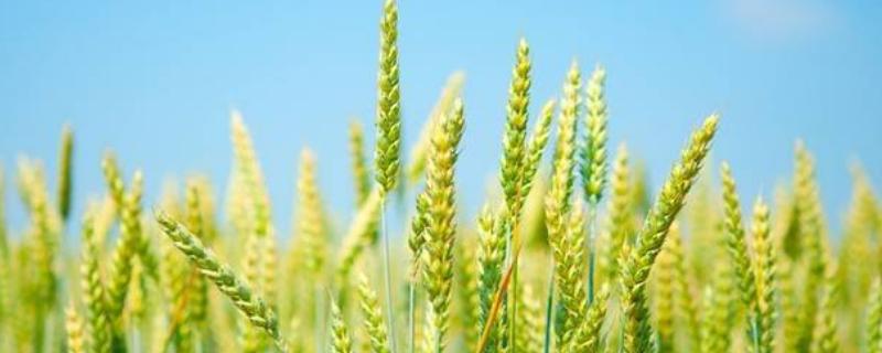 小麦生长的五个阶段