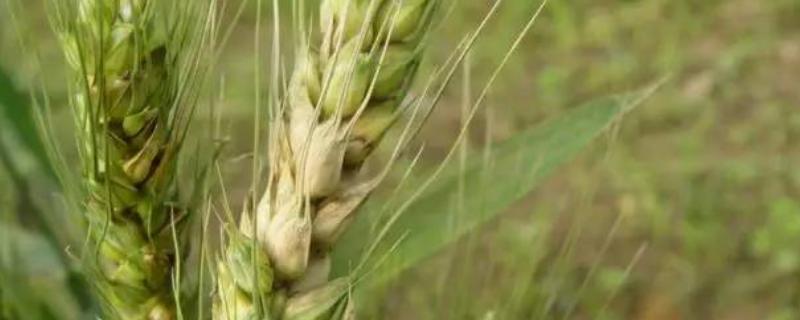 小麦生长期多少天