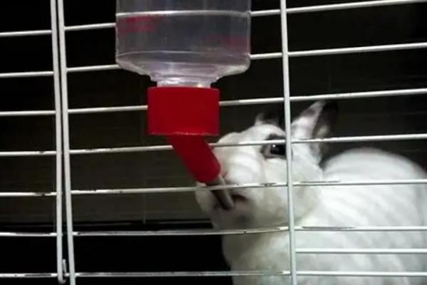 养兔子需要喂水吗
