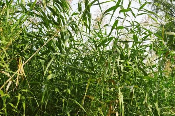 玉米地芦苇草用什么除草剂能除掉
