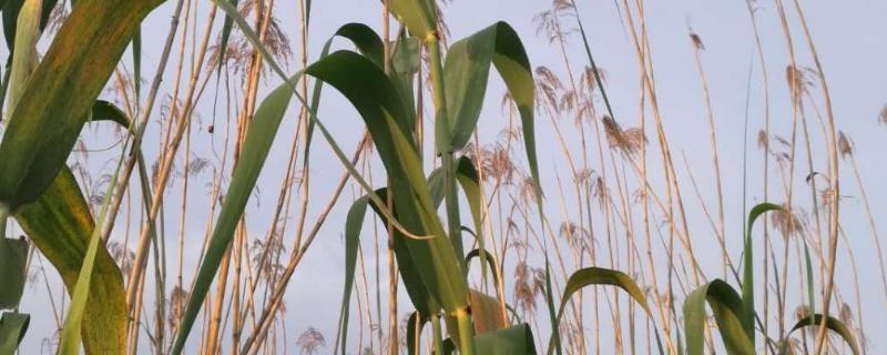 玉米地芦苇草用什么除草剂能除掉