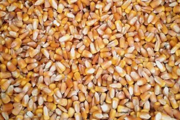 玉米种子发芽条件