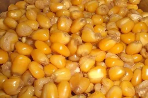 玉米种子在多少度发芽