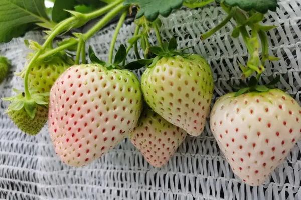 菠萝莓何时种植，附种植方法