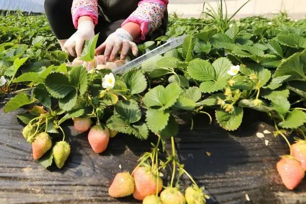 菠萝莓何时种植，附种植方法