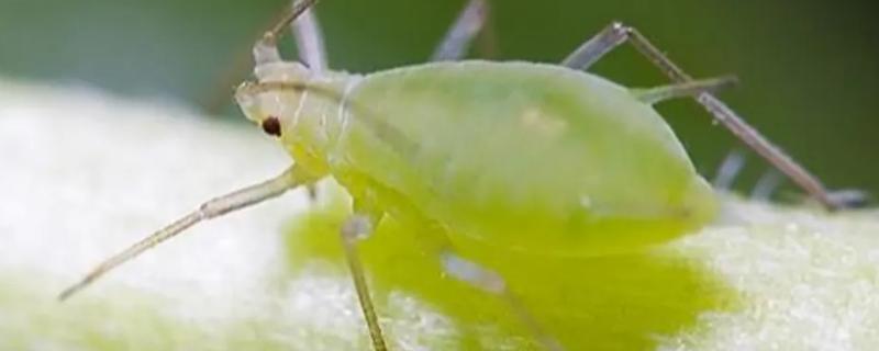治蚜虫最有效的农药