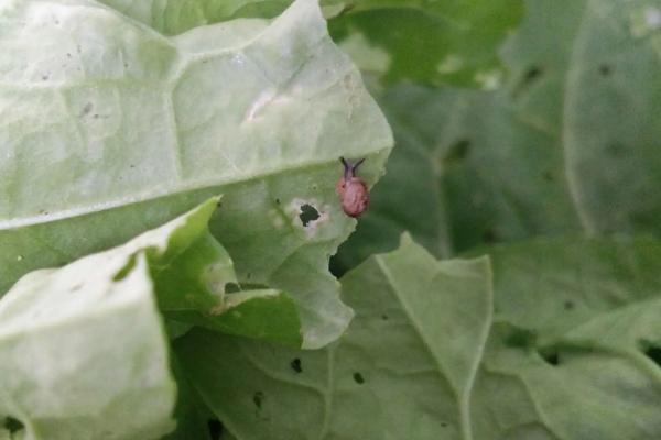 如何防治白菜上面的蜗牛