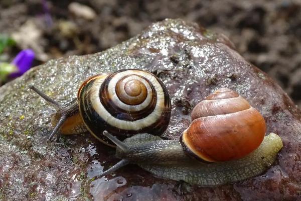 如何防治白菜上面的蜗牛
