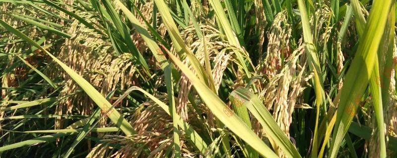 水稻的亩产量