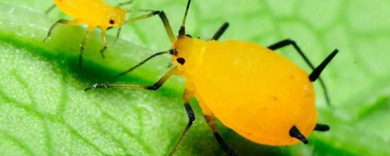 豆角蚜虫用什么土方法治