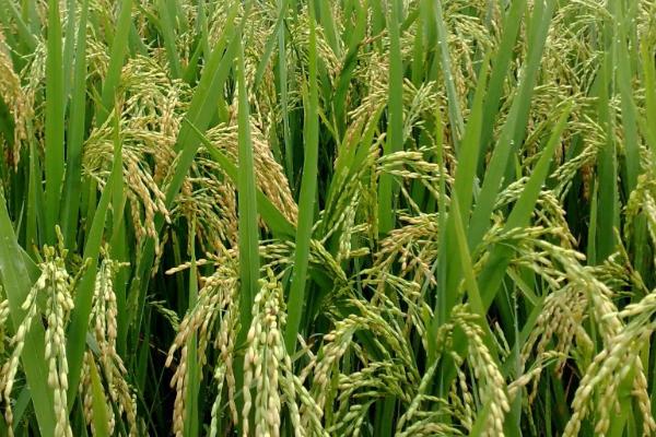 水稻的亩产量