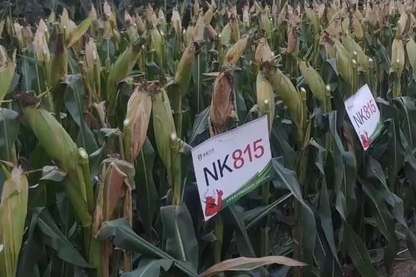 nk815玉米种简介