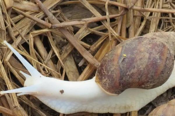 白玉蜗牛能活多久