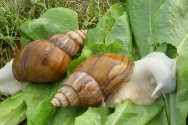 白玉蜗牛能活多久