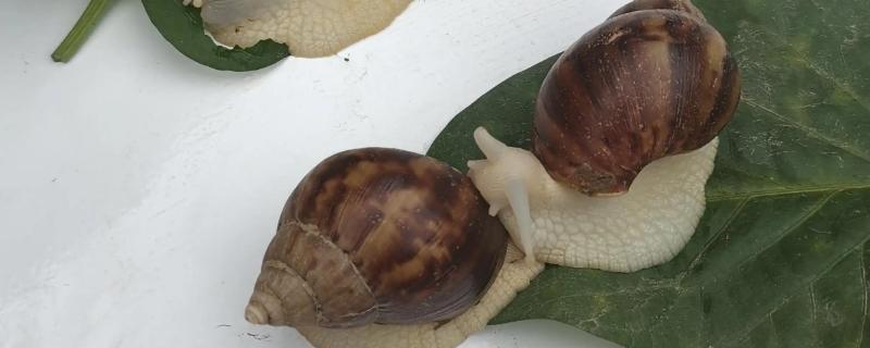 夏天怎么养白玉蜗牛