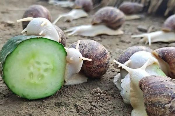 夏天怎么养白玉蜗牛