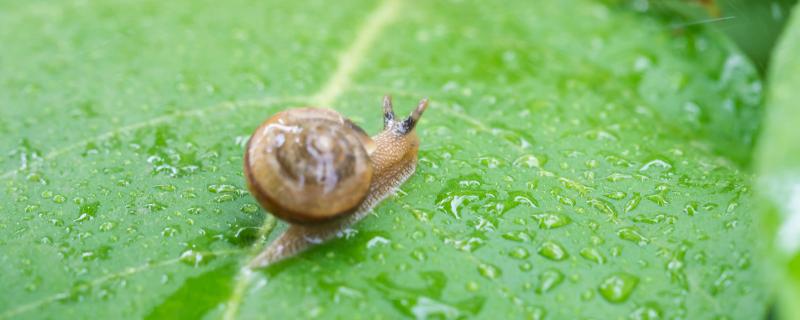一只蜗牛能不能繁殖后代