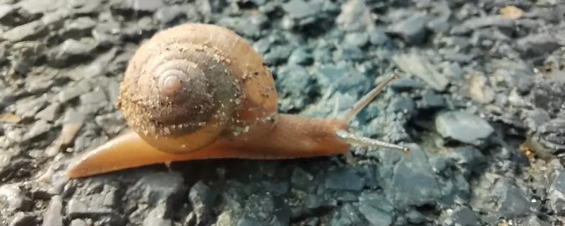 捡到的野生蜗牛可以活多长时间