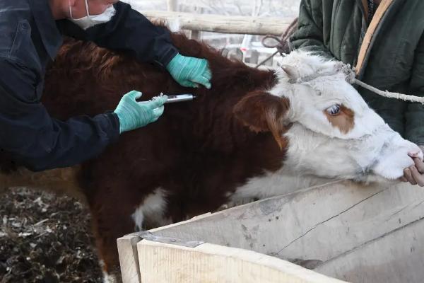 小牛反刍吐水的治疗方法