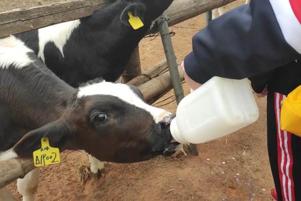 小牛反刍吐水的治疗方法