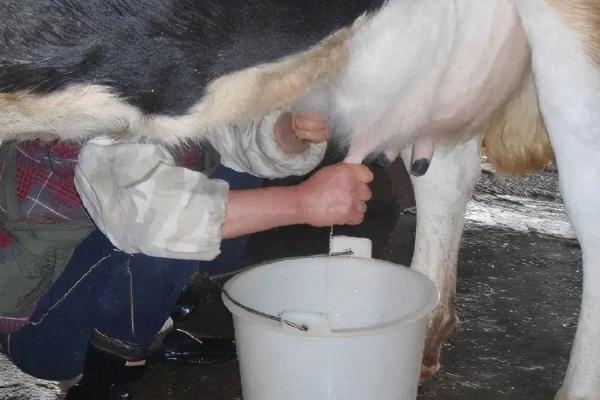 奶牛一天可以产出多少奶水
