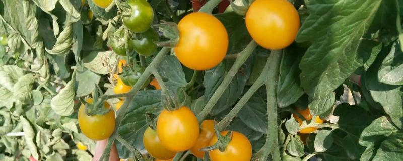 西红柿夏季高温天气如何种植