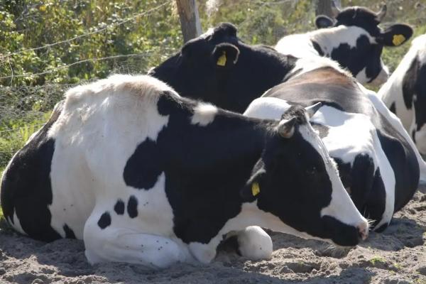 奶牛饲养管理方式