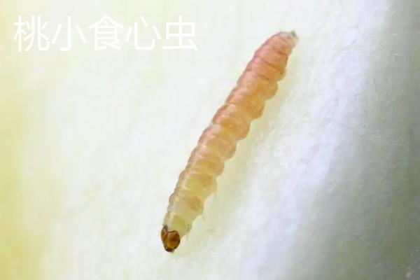 鳞翅目害虫用什么药防治