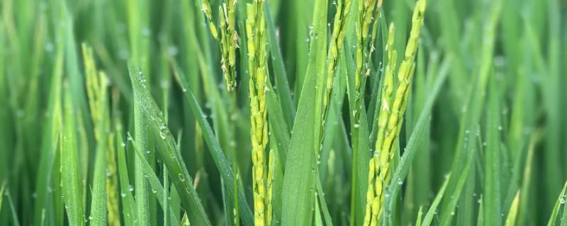 水稻抽穗期下雨会产生什么影响