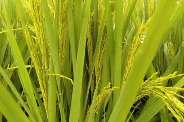 水稻抽穗期下雨会产生什么影响