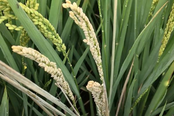 水稻抽穗期出现白壳的原因