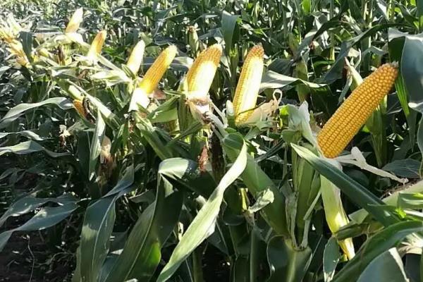 玉米种子平安169产地是哪