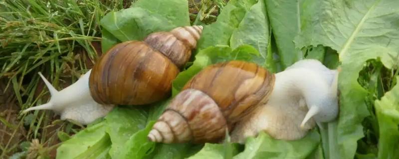 白玉蜗牛是否有毒能不能养