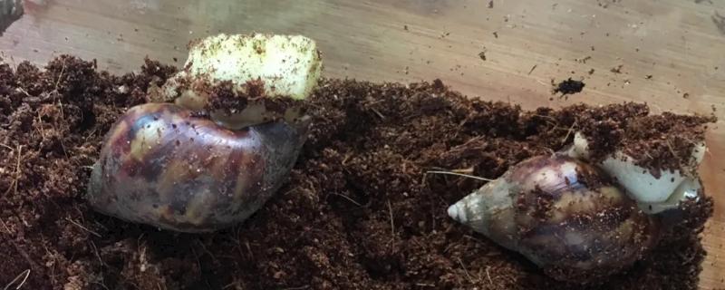 养蜗牛是否需要土壤