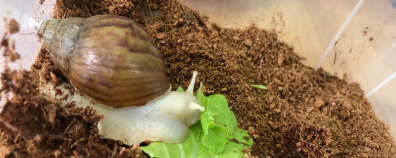 养蜗牛需要的环境