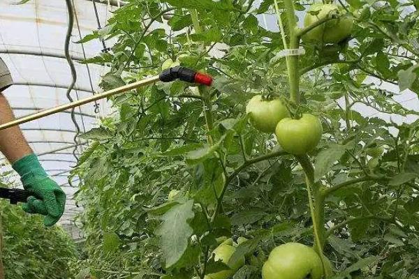 西红柿钻心虫的防治方法
