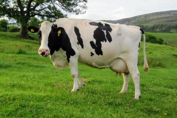 奶牛有哪些特点