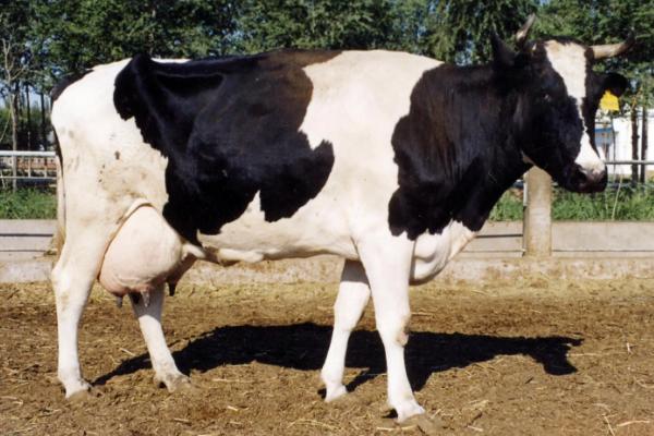 奶牛有哪些特点