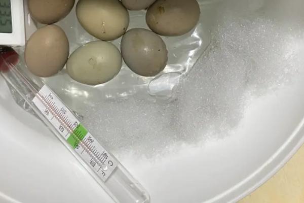 水床孵化器孵小鸡教程
