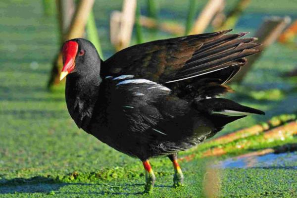 黑水鸡属于国家几级保护动物