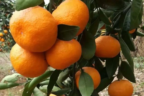 阳光一号柑橘品种介绍
