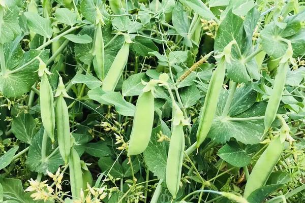 豌豆的亩产量，附种植成本与收益